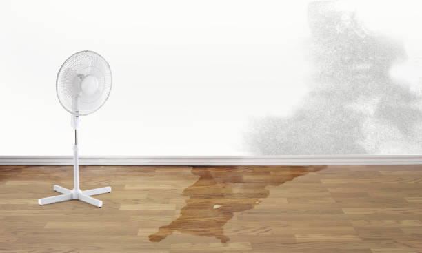 Best Mold removal after water damage  in Braselton, GA